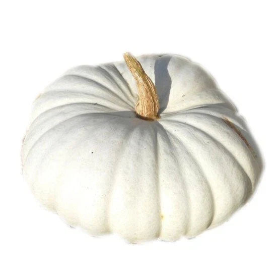 White Flat Boer Pumpkin Seeds - Heirloom Cucurbita pepo for Planting, Culinary & Decoration, 20 Seeds Pack