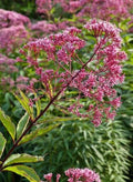 Joe Pye Weed Seeds - Spotted Perennial for Fall Blooming, Attracts Pollinators & Butterflies, 300 Seeds, Eupatorium maculatum
