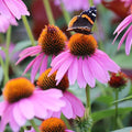 Purple Coneflower Seeds, Non-GMO, Echinacea purpurea, 200-4,000 Seeds for Gardens & Pollinator Attracting