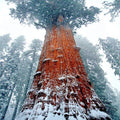 California Coast Redwood Seeds - Giant Sequoia Bonsai - Sequoiadendron giganteum - Tallest Tree in the World