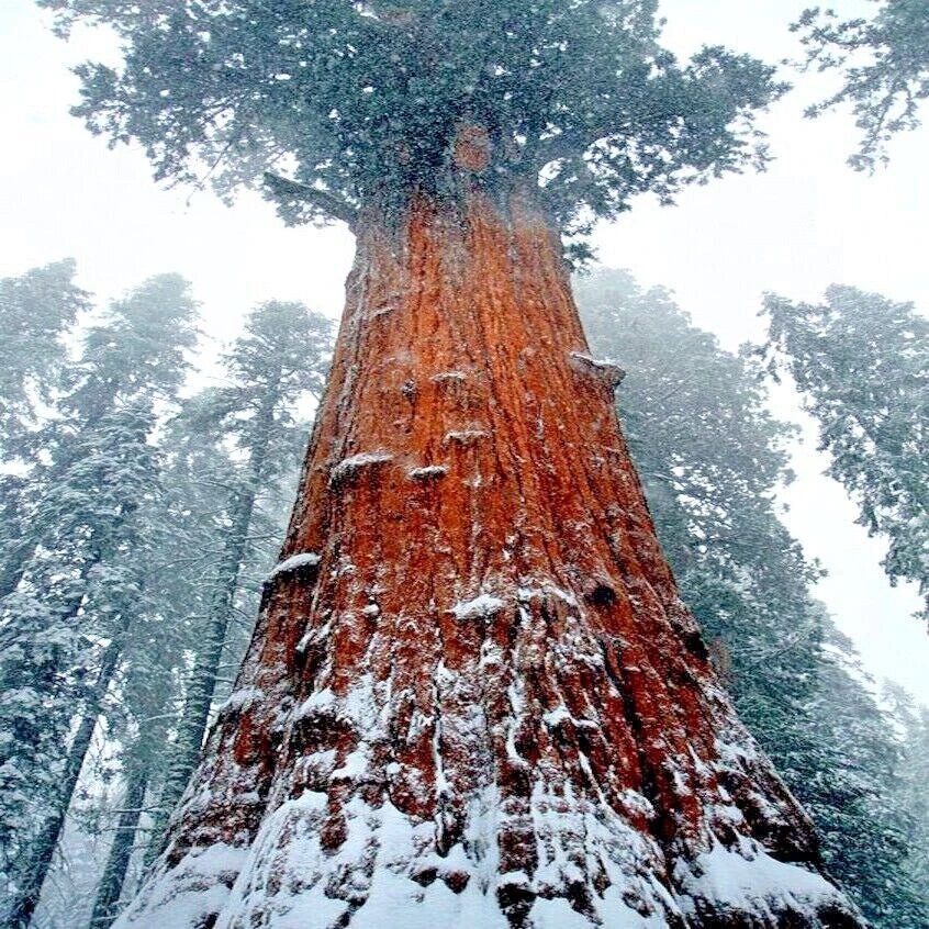 California Coast Redwood Seeds - Giant Sequoia Bonsai - Sequoiadendron giganteum - Tallest Tree in the World