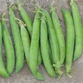Maestro Pea Seeds - Heirloom Pisum sativum Garden Seeds - Non-GMO, Fresh, Climbing Vine, 100 Seeds
