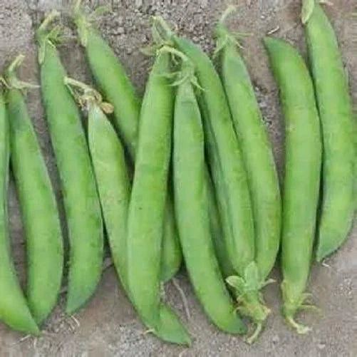 Maestro Pea Seeds - Heirloom Pisum sativum Garden Seeds - Non-GMO, Fresh, Climbing Vine, 100 Seeds