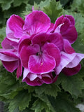 Rare Pink and White Streaks Geranium Cuttings - Pelargonium spp. Starter Plants for Indoor & Outdoor Gardens