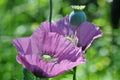 Lavender Poppy Seeds - 1000 Seeds - Rare Lavender Color - Papaver somniferum - Easy to Grow, Pollinator Attractant