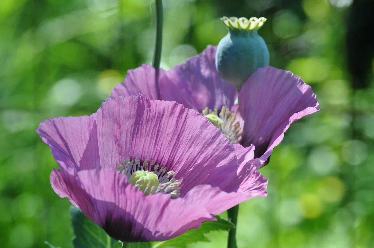 Lavender Poppy Seeds - 1000 Seeds - Rare Lavender Color - Papaver somniferum - Easy to Grow, Pollinator Attractant