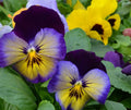 Cool Wave Pansy Seeds - 20 Pack, Vibrant Mix for Garden, Viola x wittrockiana, Low-Growing, Cold-Tolerant, Easy to Grow