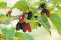 Fruit Seeds for Planting - 100 Pack Assorted Organic Heirloom Fruit Seeds for Gardening