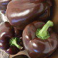 Chocolate Beauty Bell Pepper Seeds - Non-GMO Heirloom Capsicum annuum, Sweet, Edible Peppers, 50 Packets