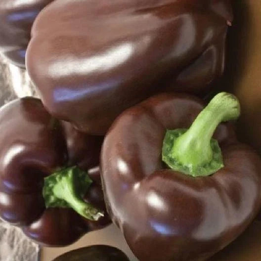 Chocolate Beauty Bell Pepper Seeds - Non-GMO Heirloom Capsicum annuum, Sweet, Edible Peppers, 50 Packets