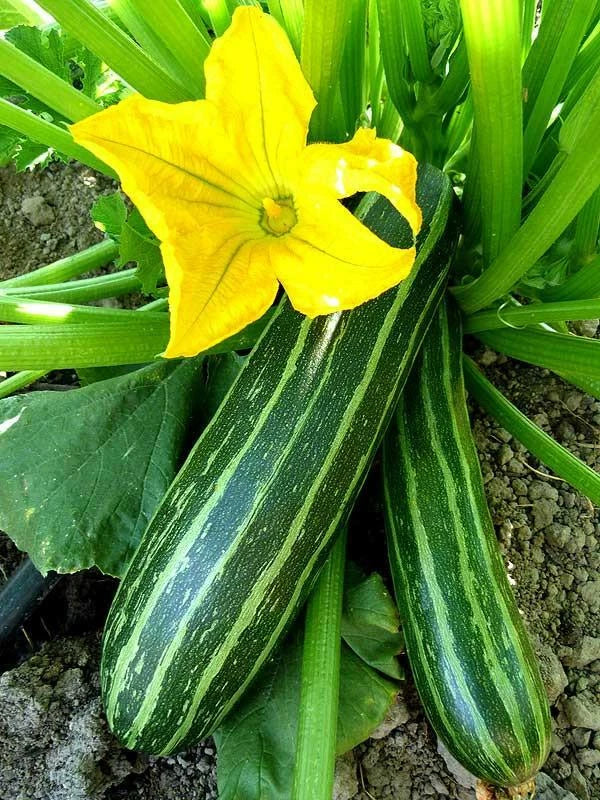 Cocozelle Zucchini Seeds - 1 Ounce, Non-GMO, Summer Squash, Cucurbita pepo, Striped Green Zucchini Seeds
