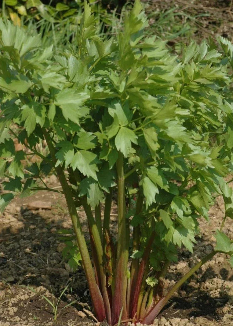 Lovage Seeds - Perennial Culinary Herb Pack - Levisticum officinale - Celery Fennel Parsley Flavor - 300+ Seeds