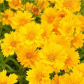 Lance-Leaf Coreopsis Seeds - SUNBURST Perennial Wildflower, Tickseed, Non-GMO, 100 Pack, Coreopsis lanceolata