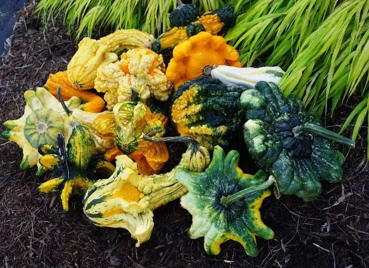 Crowns Gourds Seeds - 12+ Fresh Gourd Seeds for Decorative Crafting - Lagenaria siceraria
