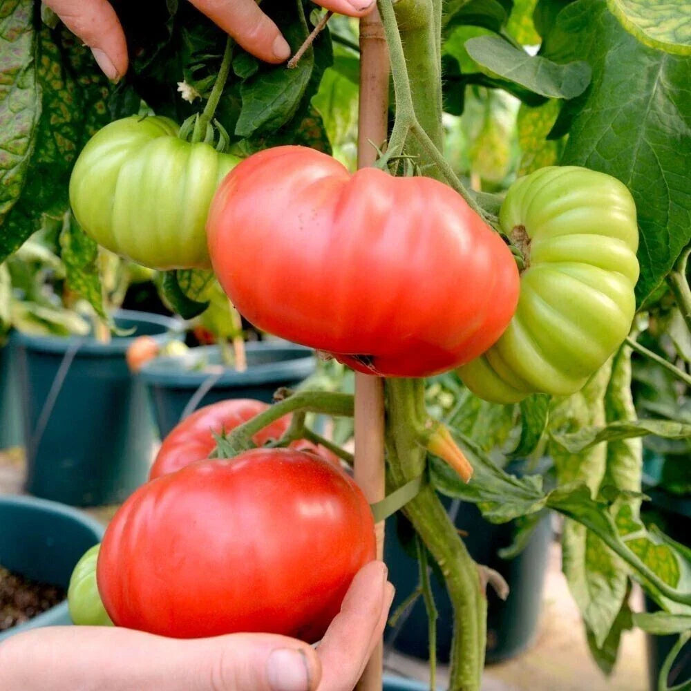 Organic Beefsteak Tomato Seeds – Heirloom Non-GMO Lycopersicon esculentum, Large Juicy Fruits, Perfect for Home Gardens