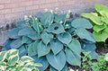 Hosta Plants 3 Bare Root Blue Angel for Shade, Perennial Garden, Hosta 'Blue Angel'
