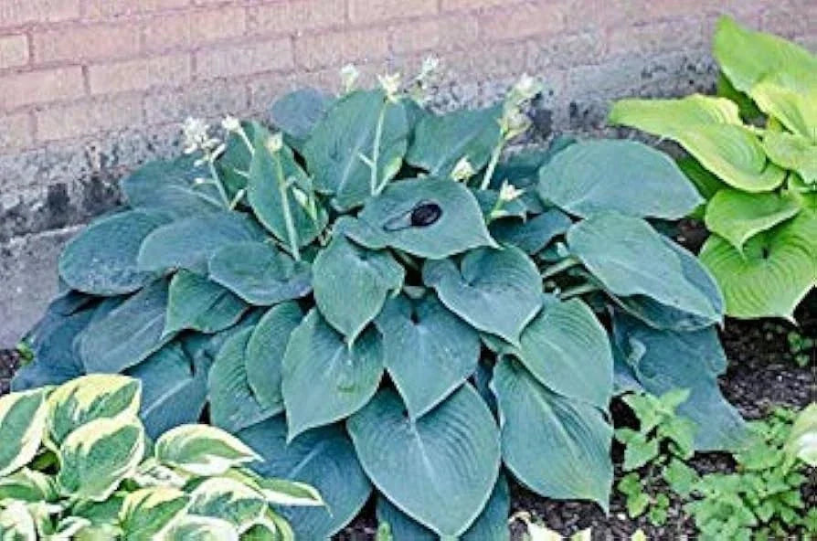 Hosta Plants 3 Bare Root Blue Angel for Shade, Perennial Garden, Hosta 'Blue Angel'