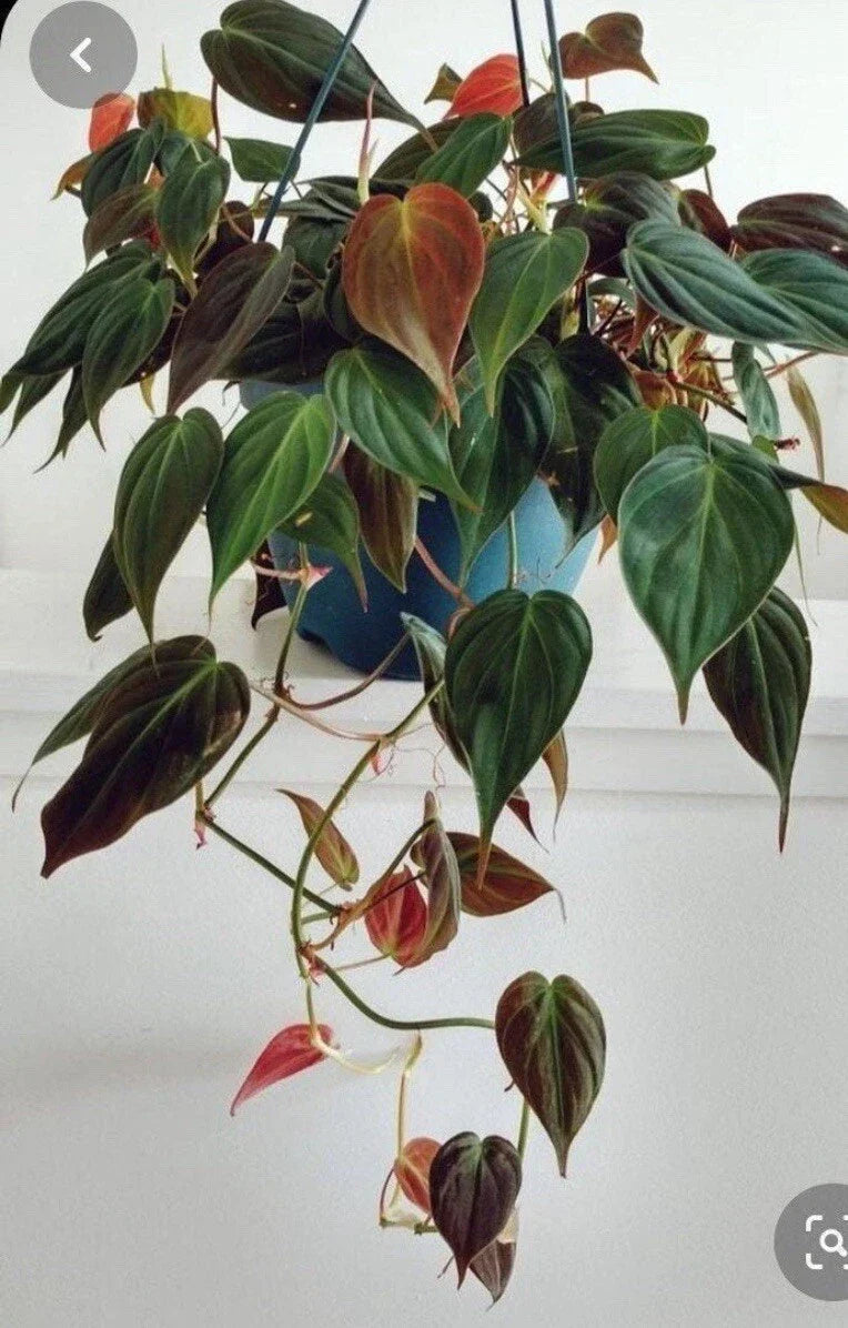 Philodendron Micans Cuttings - 4 Rare Velvet Leaf Green & Bronze Propagation Plants - Philodendron hederaceum 'Micans'