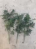 Fresh Cutting Common Rue Herb Plant - Ruta Graveolens - Aromatic Culinary & Ornamental Herb - Ready to Plant