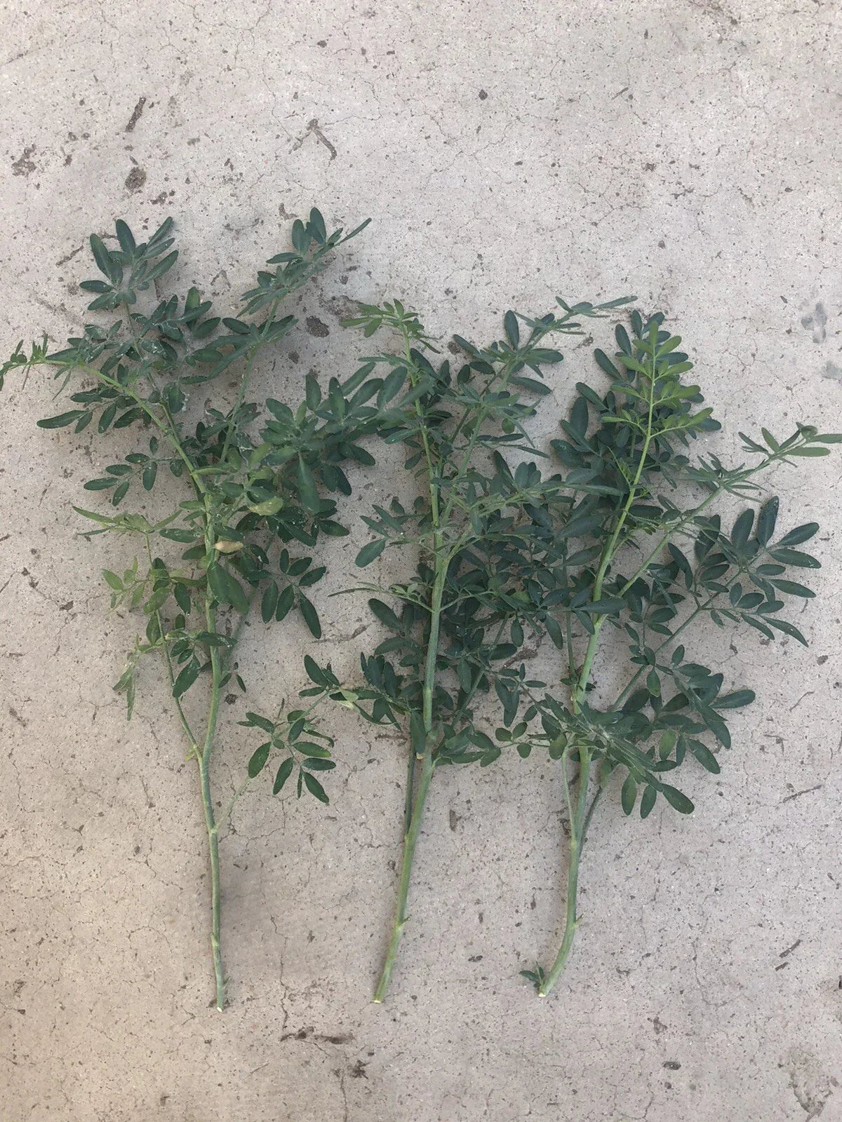 Fresh Cutting Common Rue Herb Plant - Ruta Graveolens - Aromatic Culinary & Ornamental Herb - Ready to Plant