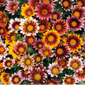 Gazania Splendens Mix Flower Seeds - Colorful Blooming Garden Seeds for Sunny Borders & Containers
