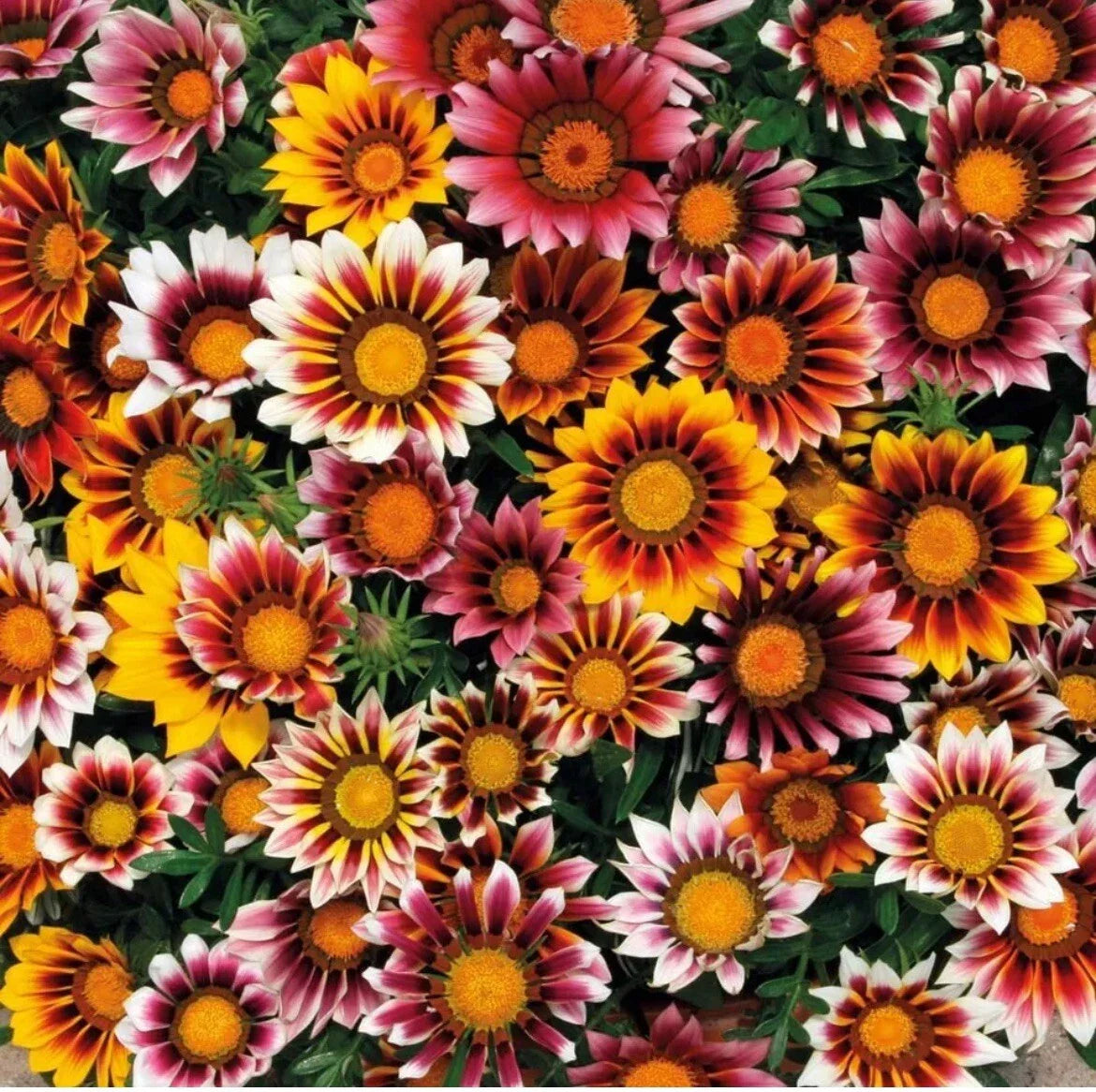 Gazania Splendens Mix Flower Seeds - Colorful Blooming Garden Seeds for Sunny Borders & Containers