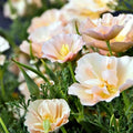 California Thai Silk Pink Champagne Poppy Seeds - 200+ Papaver somniferum Annual Flowers for Garden, Borders & Containers