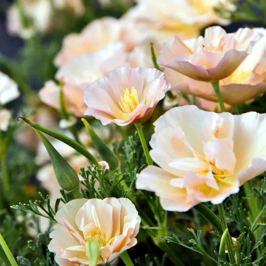 California Thai Silk Pink Champagne Poppy Seeds - 200+ Papaver somniferum Annual Flowers for Garden, Borders & Containers