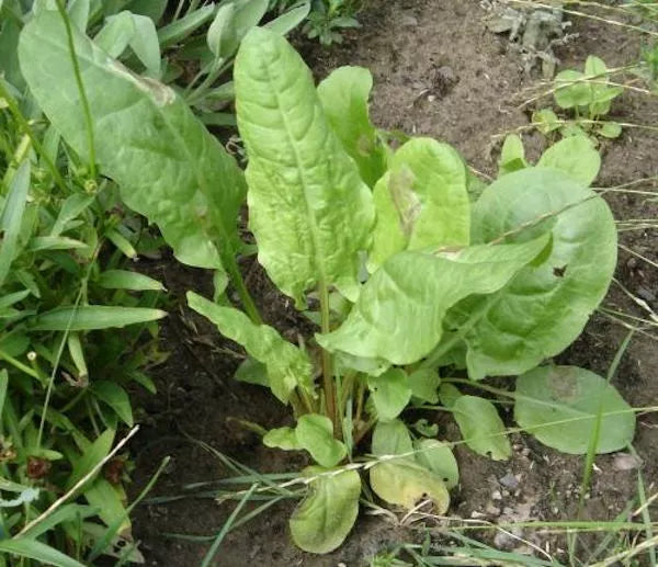 Large Leaf Sorrel Seeds 1500 Count, Non-GMO Heirloom, Organic Gardening Rumex acetosa, Perennial Herb for Salads & Garnishes