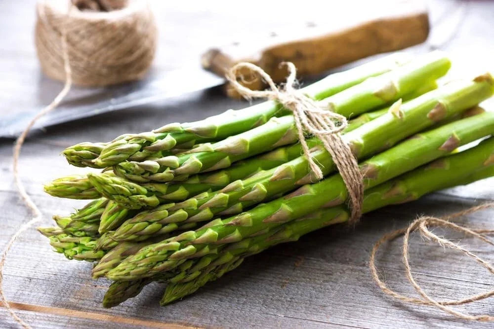 Asparagus Bare Root Plants - 2-Year Crowns Jersey Knight - Easy to Grow, Disease Resistant, Officinalis