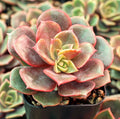 Echeveria Vampire Red Ball Succulent Live Plant 2-Inch for Indoor Outdoor Garden Decor