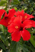 Hibiscus Plant Starter Plug - President Red Hibiscus rosa-sinensis, Tropical Red Flower, Indoor Outdoor