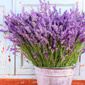 Vera Lavender Seeds - Perennial Purple Flower Packets - Lavandula angustifolia for Garden, Border, Container Planting