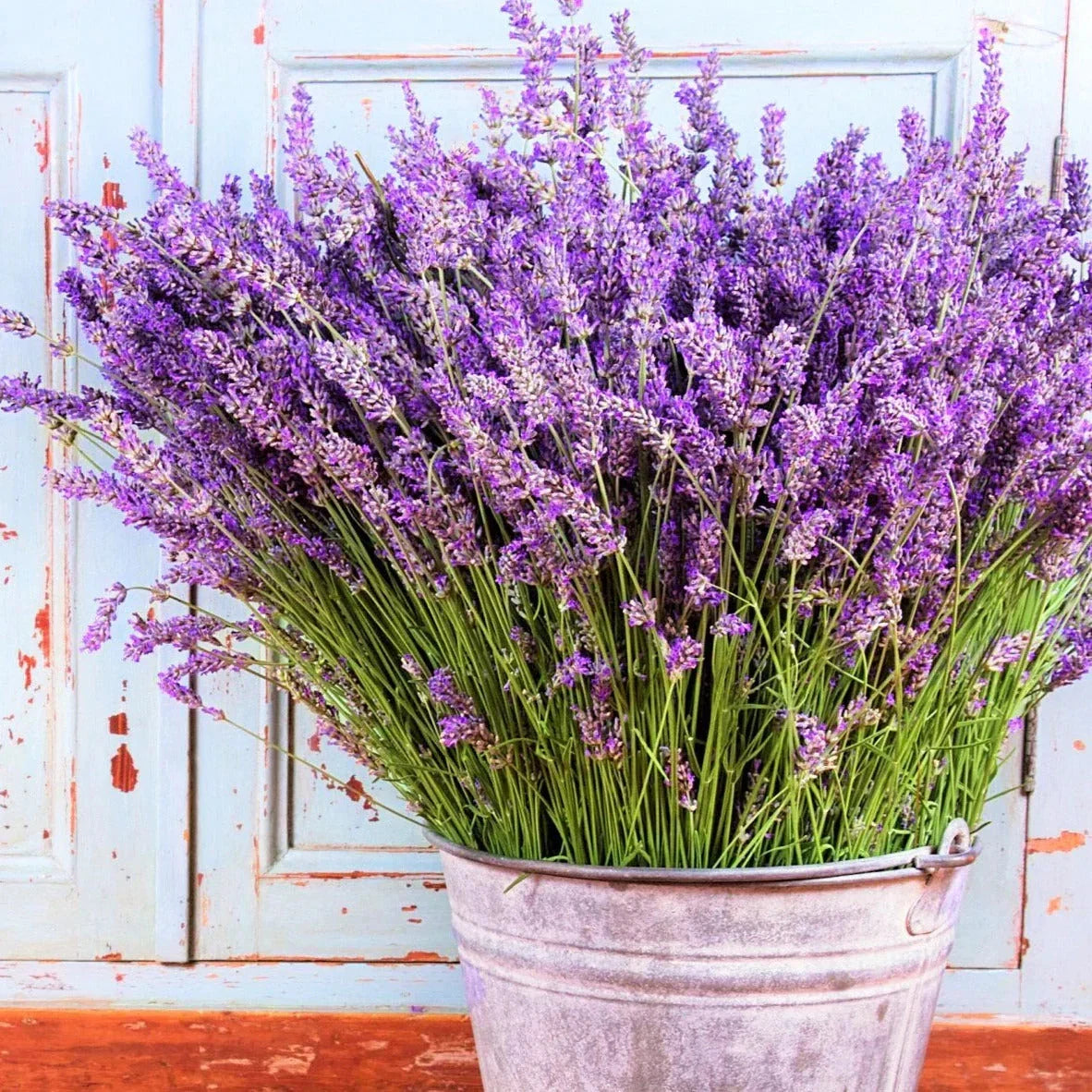 Vera Lavender Seeds - Perennial Purple Flower Packets - Lavandula angustifolia for Garden, Border, Container Planting