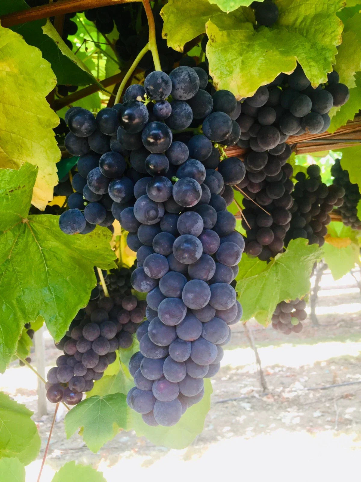 Thomcord Seedless Grape Cuttings – 5pcs Vitis vinifera × Vitis labrusca for Home Garden, Vineyards, Juicy Fruit