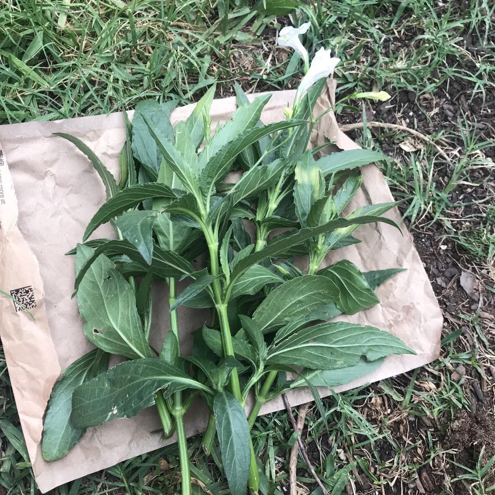 Mexican Petunia Cuttings 6-8" White Ruellia Tuberosa Live Rare Unrooted 4 Pack