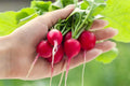 Cherry Belle Radish Seeds - 250+ Seeds for Home Garden, Fast-Growing Raphanus sativus, Crisp & Mild Flavor