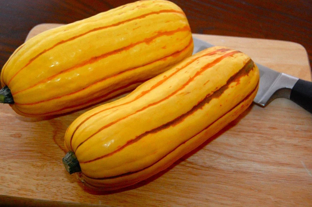 Delicata Winter Squash Seeds – Heirloom Cucurbita pepo, Non-GMO, Organic, Vining, Fall Harvest, Culinary Gardening Seeds