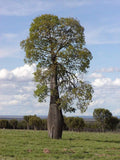Queensland Bottle Tree Live Plant in 3 Gallon Pot | Brachychiton rupestris