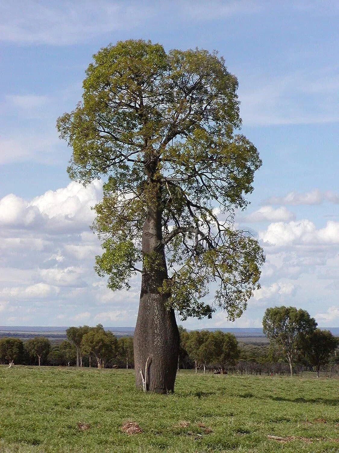 Queensland Bottle Tree Live Plant in 3 Gallon Pot | Brachychiton rupestris