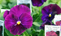 Pansy Seeds - 50 Viola tricolor Delta Premium Pure Violet Flower Seeds for Garden, Containers, Borders