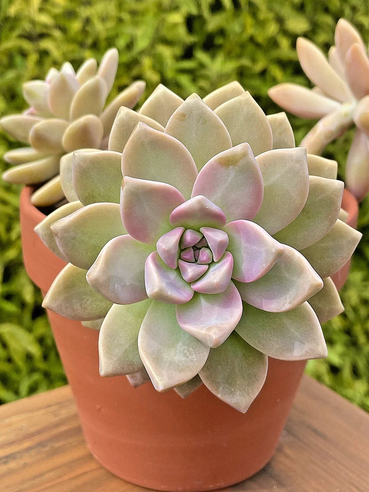Rare Graptosedum Ghosty Succulent Unrooted Cutting 3-Inch Live Plant