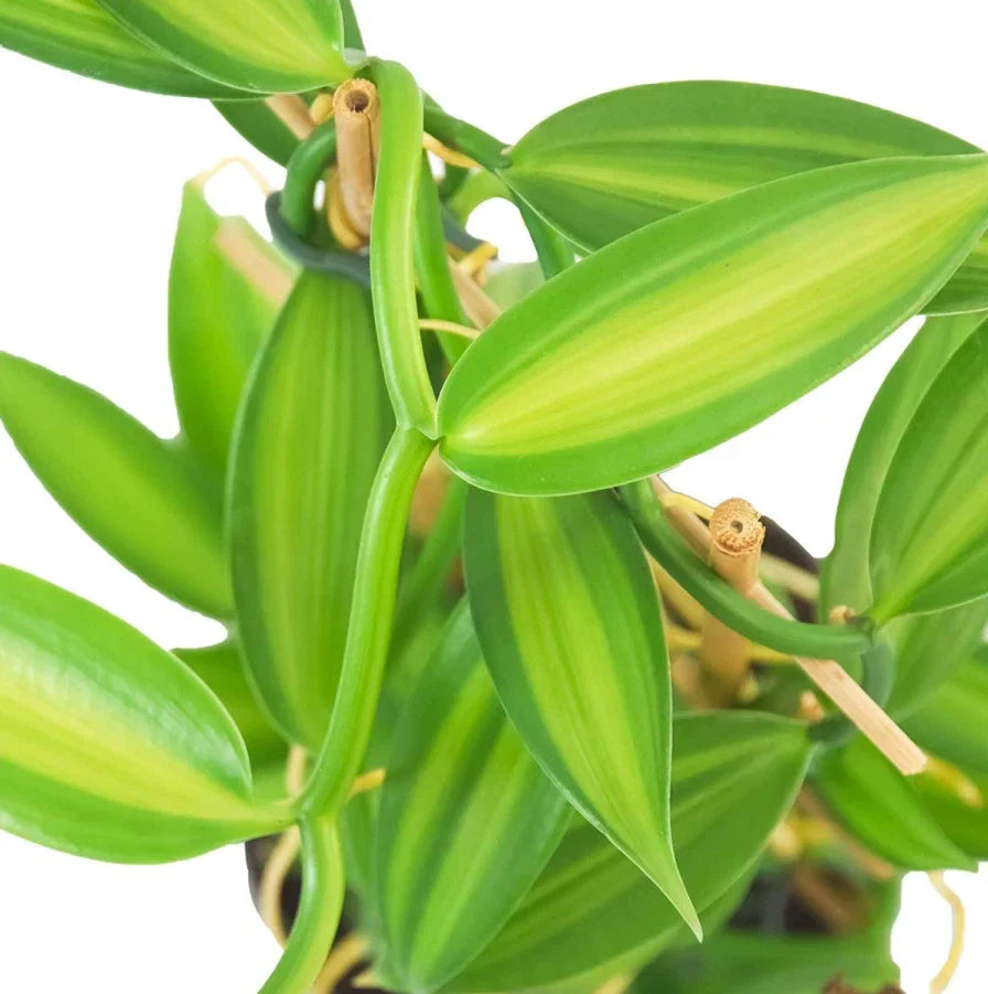 Live Variegated Vanilla Vine Plant – Rooted 3-5" Vanilla planifolia Indoor Climbing Vine
