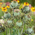 Hens and Chicks Seeds - 100 Count Poppy Flower Variety Sempervivum spp. Ground Cover Rosettes