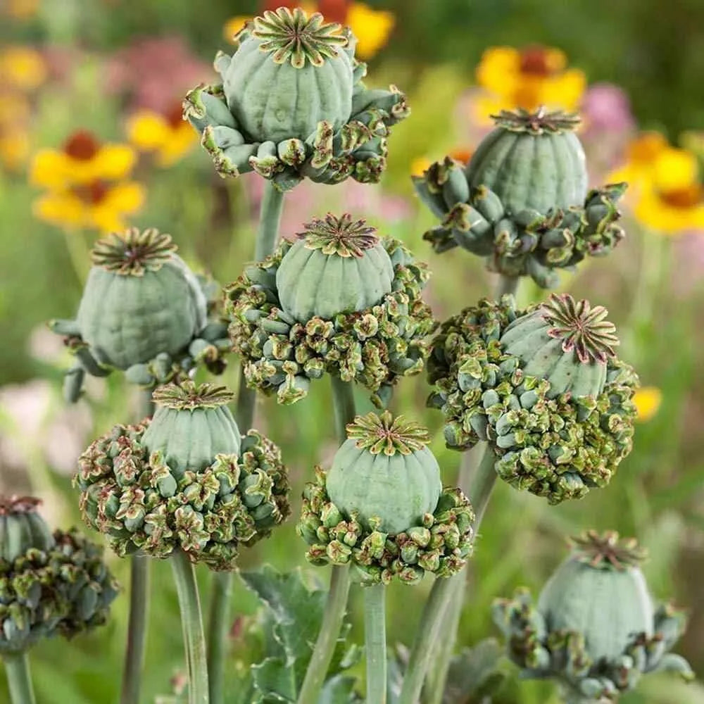 Hens and Chicks Seeds - 100 Count Poppy Flower Variety Sempervivum spp. Ground Cover Rosettes