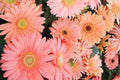 Light Pink Gerbera Daisy Seeds - 200+ Count for Garden, Borders, Containers - Gerbera jamesonii Planting Seeds