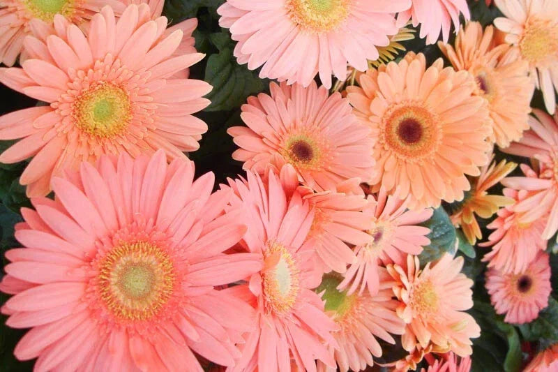 Light Pink Gerbera Daisy Seeds - 200+ Count for Garden, Borders, Containers - Gerbera jamesonii Planting Seeds