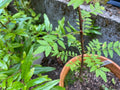 Sansho Cuttings 6 Fresh Propagation Zanthoxylum piperitum Japanese Pepper Tree Culinary Herb