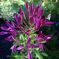 Bright Purple Spider Seeds - 100 Pack Clome Spinosa Perennial Flower for Borders & Garden Beds