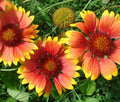 Wildflower Seeds Bulk 25,000 Count Non-GMO Pollinator Mix - 18 Varieties for Bees & Butterflies